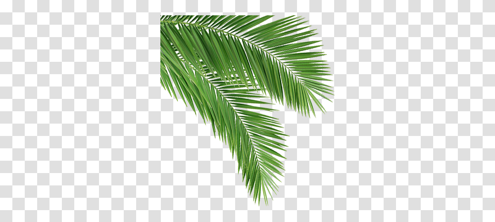 Download Coconut Leaf Coconut Tree Leaves Full Coconut Leaf Hd, Plant, Fern, Green, Flower Transparent Png
