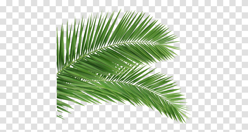 Download Coconut Leaf Frond Tree Arecaceae Palm Clipart Palm Sunday Images 2020, Green, Plant, Conifer, Fern Transparent Png