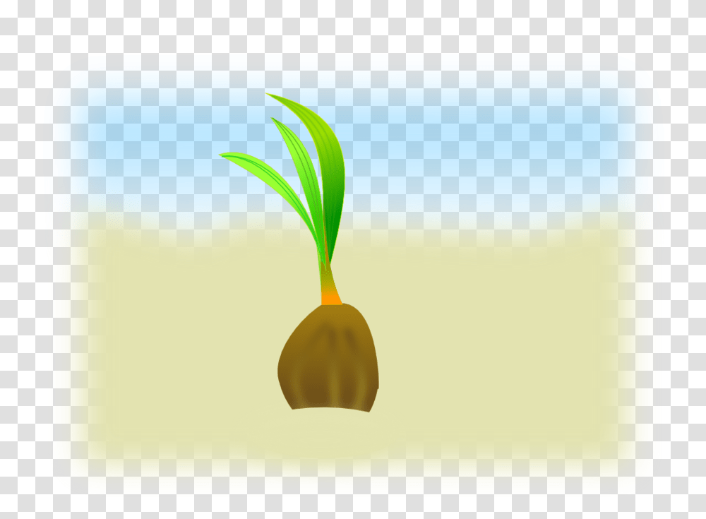 Download Coconut Seeds Vector Clipart Seed Clip Art Graphics, Plant, Vegetable, Food, Tree Transparent Png