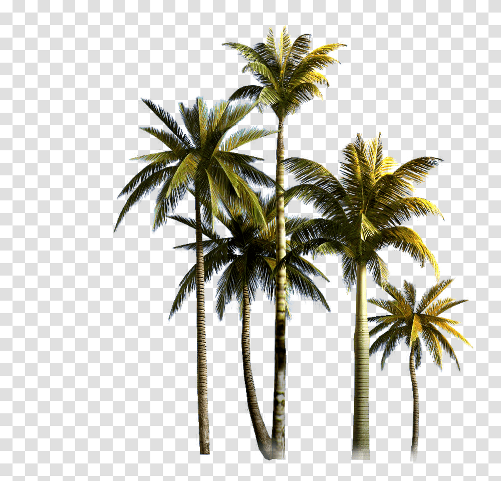 Download Coconut Tree Background Image Format Coconut Trees, Palm Tree, Plant, Summer, Tropical Transparent Png