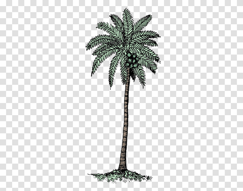 Download Coconut Tree Col Black & White Coconut Tree Coconut White Background, Plant, Palm Tree, Arecaceae, Cross Transparent Png