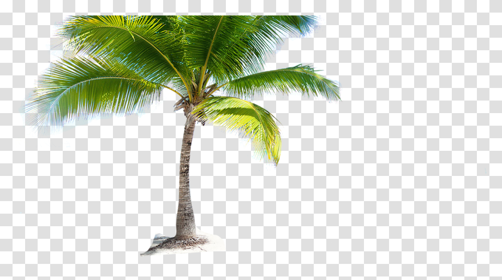 Download Coconut Tree Picture Coconut Tree Hd, Palm Tree, Plant, Arecaceae Transparent Png