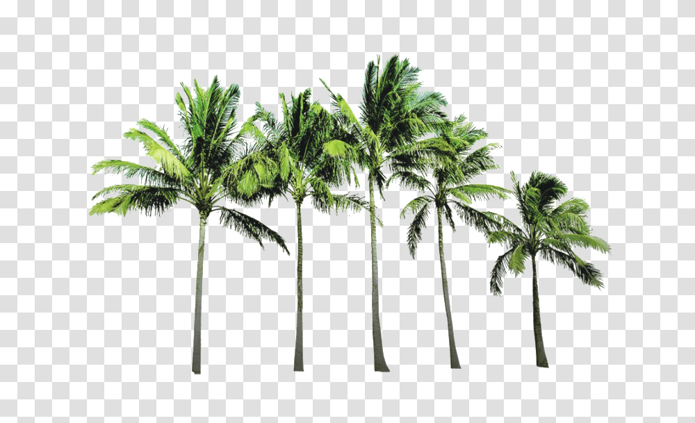 Download Coconut Tree Picture Coconut Trees Background, Plant, Palm Tree, Arecaceae, Tree Trunk Transparent Png