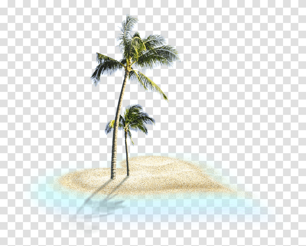 Download Coconut Trees Image For Free Portable Network Graphics, Potted Plant, Vase, Jar, Pottery Transparent Png