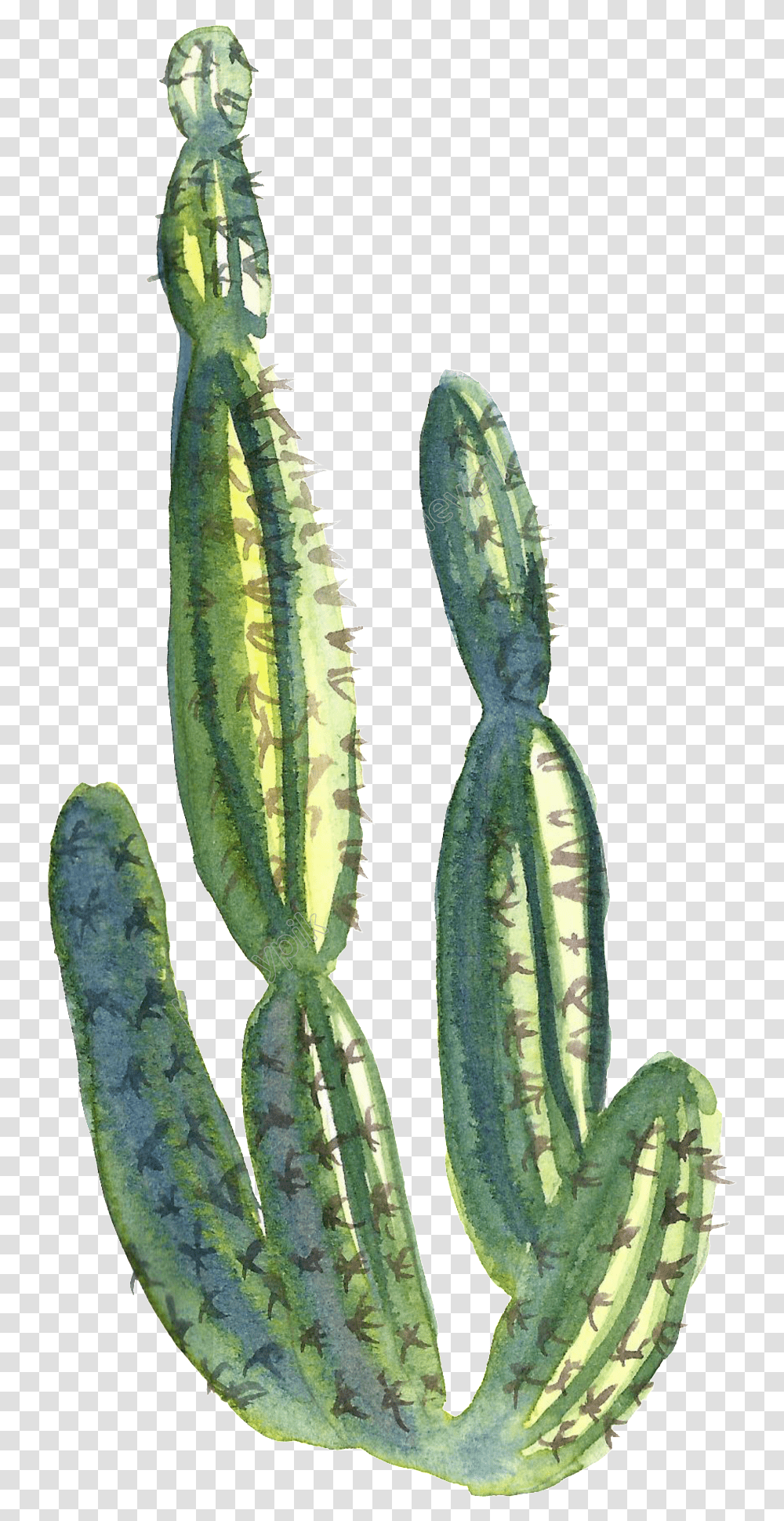 Download Collection Of Free Cactus Water Paint Watercolor Cactus Clipart Background, Plant, Vegetable, Food, Aloe Transparent Png