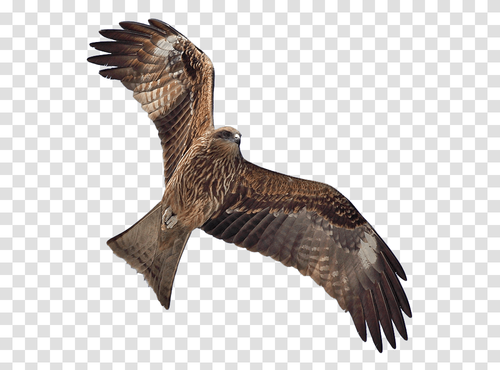 Download Collection Of High Kite Bird Brown Hawk In Flight, Animal, Buzzard, Eagle, Accipiter Transparent Png