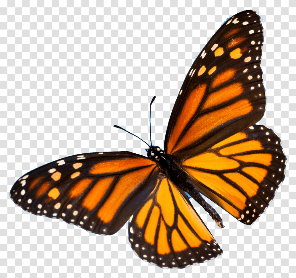 Download Colorful Butterfly Image Aesthetic Orange Monarch Butterfly, Insect, Invertebrate, Animal, Honey Bee Transparent Png