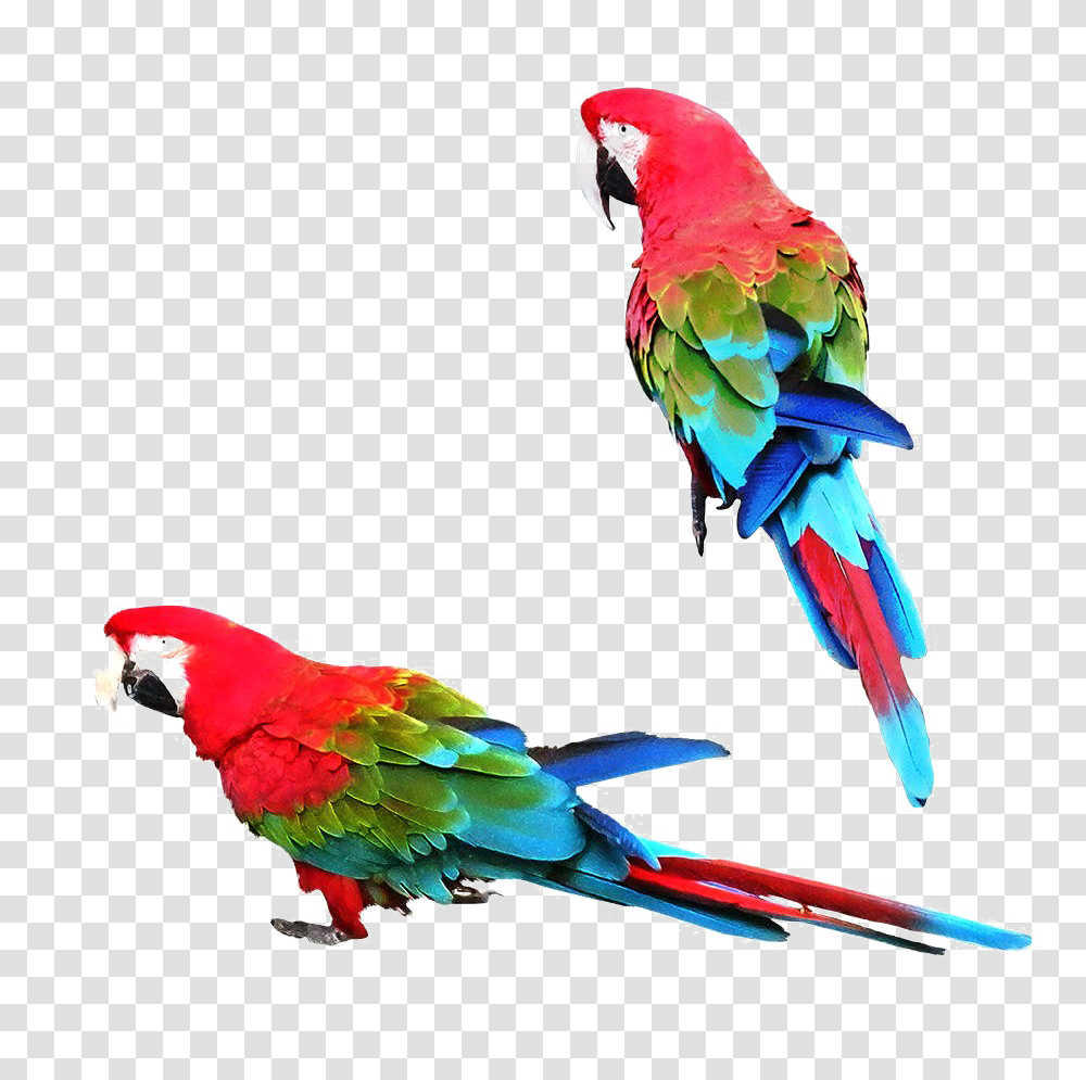 Download Colorful Parrot Image Macaw, Bird, Animal, Beak Transparent Png