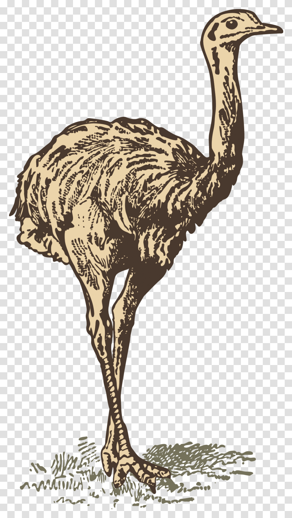 Download Common Ostrich Drawing Drawing Full Animal Illustrations, Bird, Dodo, Kiwi Bird Transparent Png