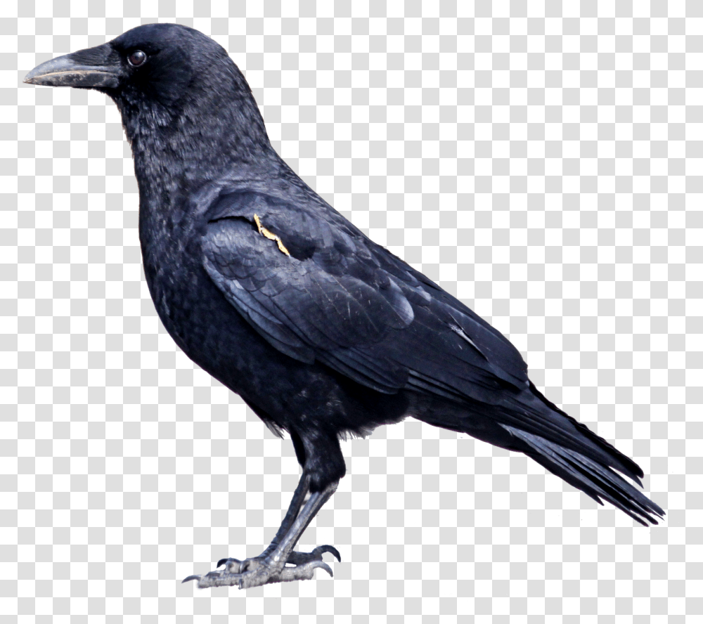 Download Common Raven Clipart Crow, Bird, Animal, Blackbird, Agelaius Transparent Png