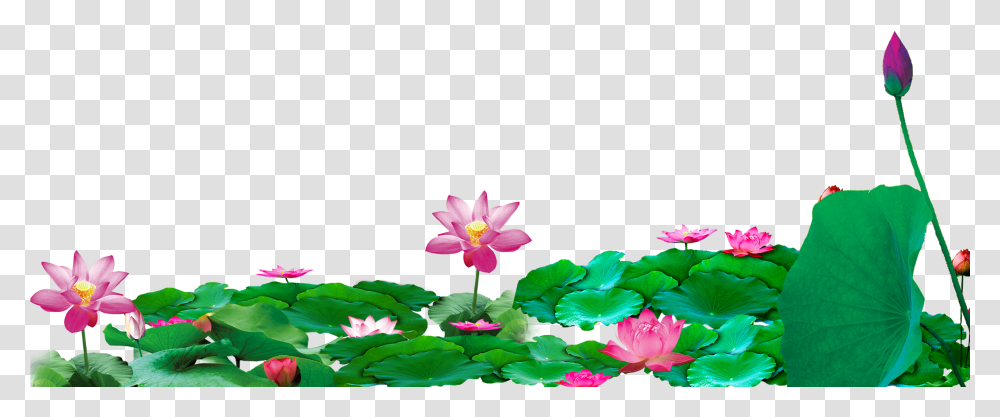 Download Computer File Transprent White Lotus Chinese Background, Plant, Lily, Flower, Blossom Transparent Png