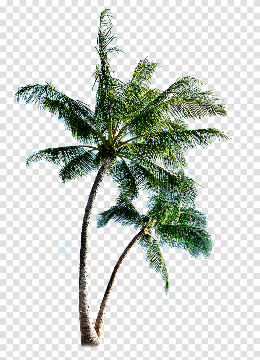 Download Coqueiros Background Palm Tree, Plant, Leaf, Clothing, Outdoors Transparent Png