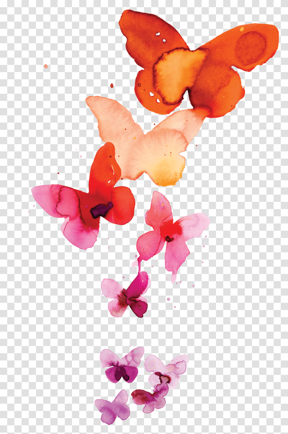 Download Coral Butterflies Watercolor Images Free Butterfly, Plant, Flower, Blossom, Petal Transparent Png