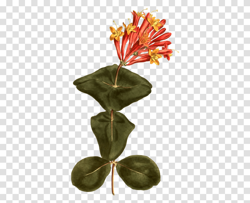 Download Coral Honeysuckle Botany Watercolor Trumpet Honeysuckle, Plant, Flower, Blossom, Anther Transparent Png