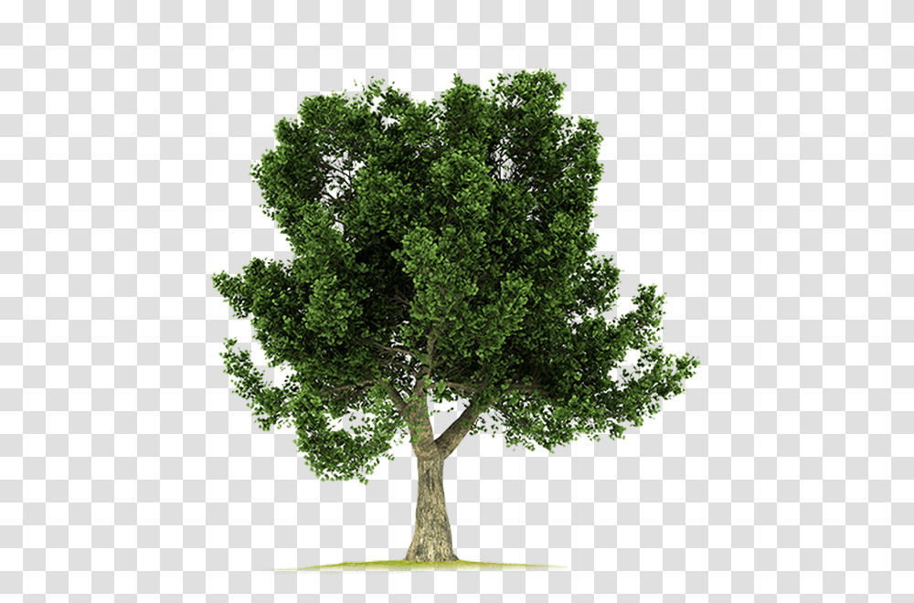 Download Corkoak Eucalyptus Tree 3d Model, Plant, Sycamore, Tree Trunk, Maple Transparent Png