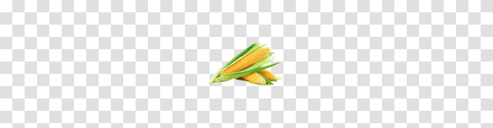 Download Corn Free Photo Images And Clipart Freepngimg, Plant, Vegetable, Food, Wallet Transparent Png