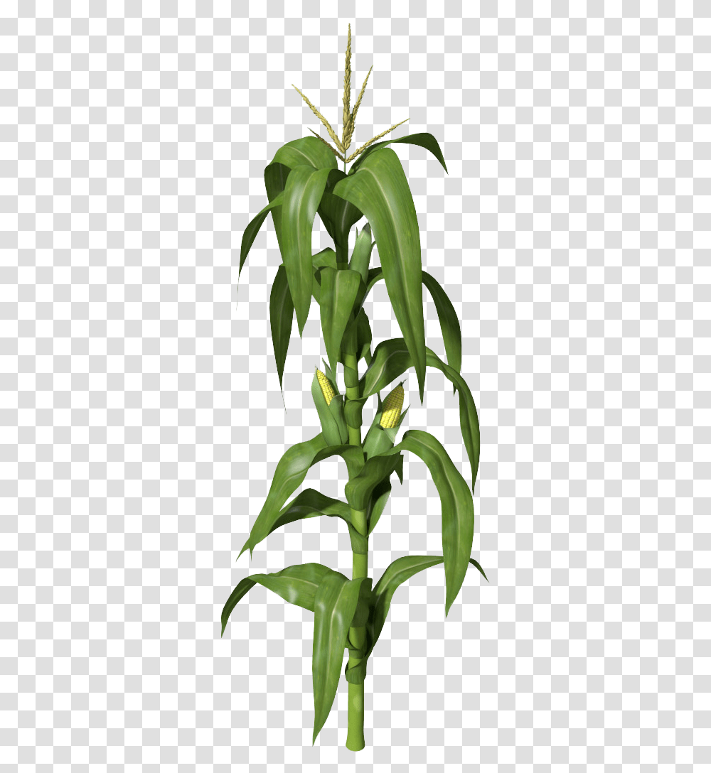 Download Corn Plant Clipart Corn Stalk, Pineapple, Fruit, Food, Flower Transparent Png