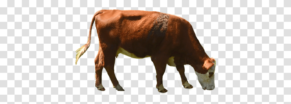 Download Cow Image 1 202 Cow Eating Grass, Bull, Mammal, Animal, Cattle Transparent Png