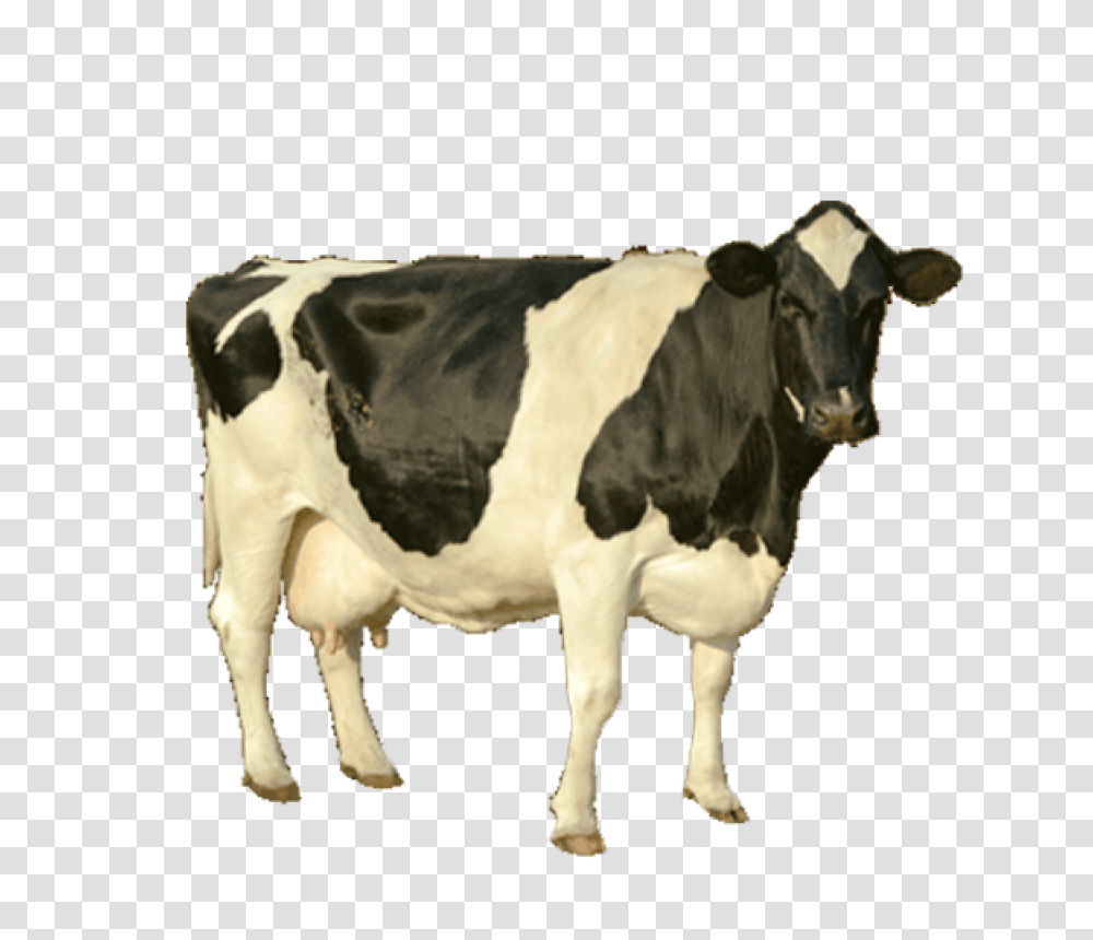 Download Cow Image For Free Cow High Resolution, Cattle, Mammal, Animal, Dairy Cow Transparent Png