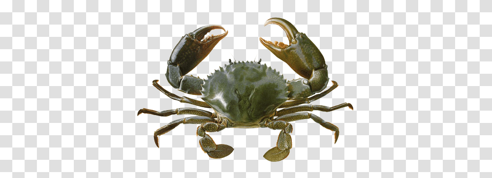 Download Crab Background Sea Crab In Water, Seafood, Sea Life, Animal, King Crab Transparent Png