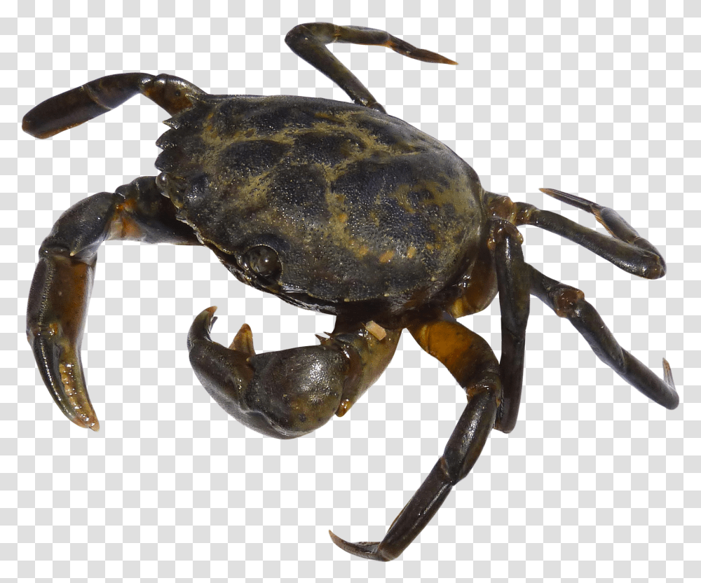 Download Crab Free Download Crab, Sea Life, Animal, Seafood, Insect Transparent Png