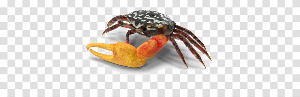 Download Crab Free Image American Lobster, Seafood, Sea Life, Animal, King Crab Transparent Png