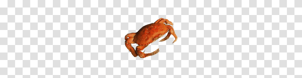 Download Crab Free Photo Images And Clipart Freepngimg, Food, Seafood, Sea Life, Animal Transparent Png