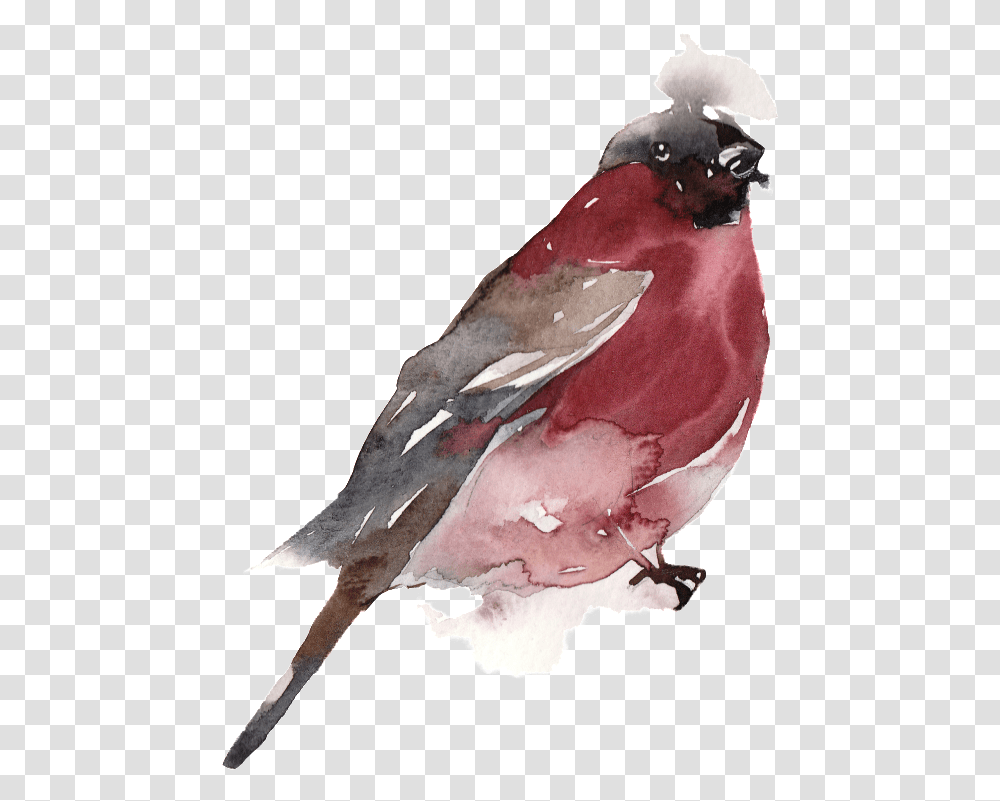 Download Creative Bird Water Ink Painting Watercolor Painting, Animal, Finch, Beak, Cardinal Transparent Png