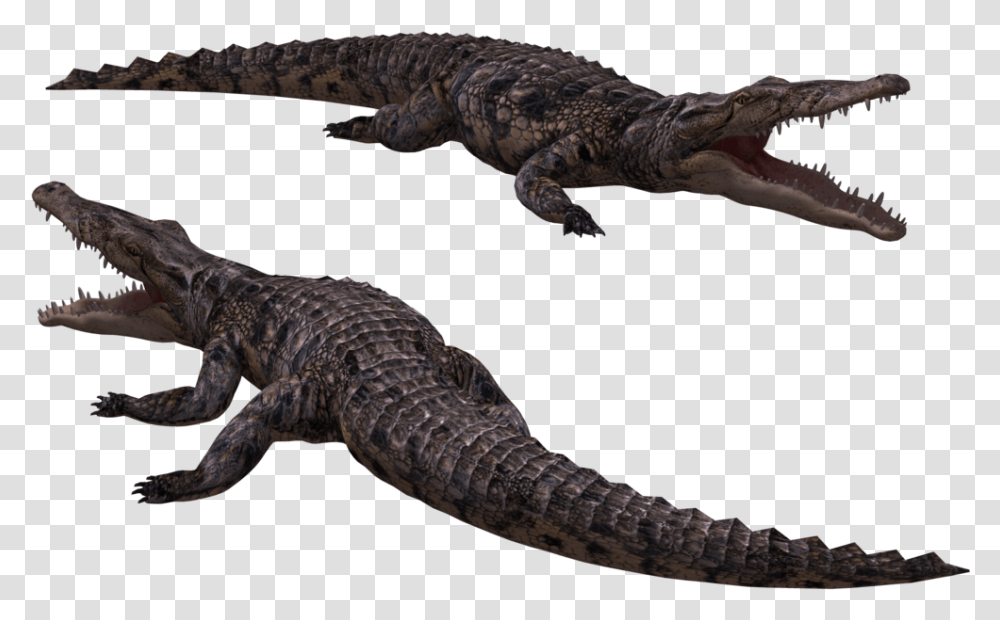Download Crocodile Image Crocodile Gif Background, Lizard, Reptile, Animal, Alligator Transparent Png
