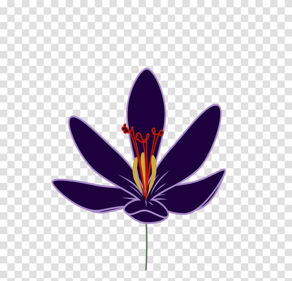 Download Crocus Blossom Clipart, Purple, Plant, Flower, Petal Transparent Png