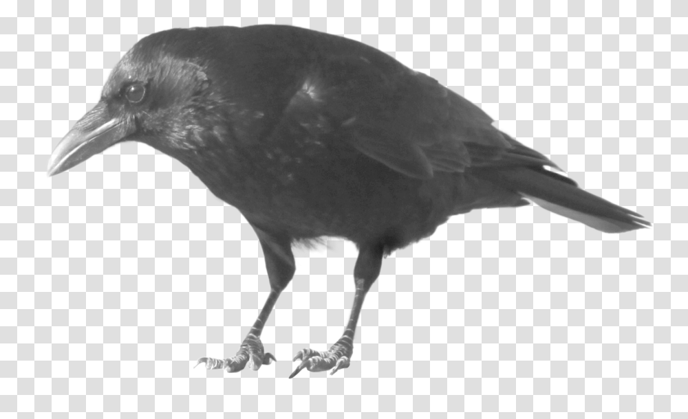Download Crow Crow, Bird, Animal Transparent Png