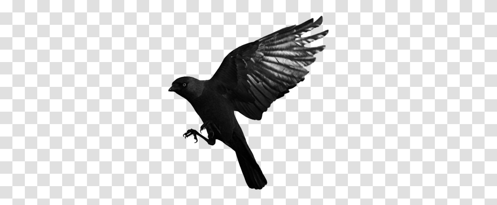 Download Crow Free Image And Clipart Raven, Bird, Animal, Flying, Blackbird Transparent Png