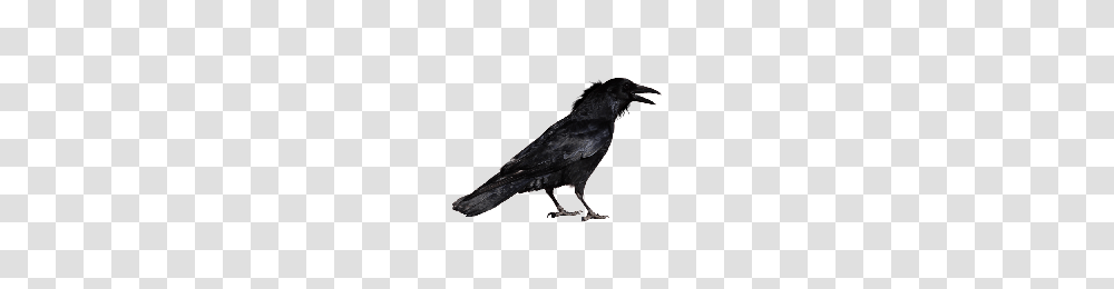 Download Crow Free Photo Images And Clipart Freepngimg, Bird, Animal Transparent Png