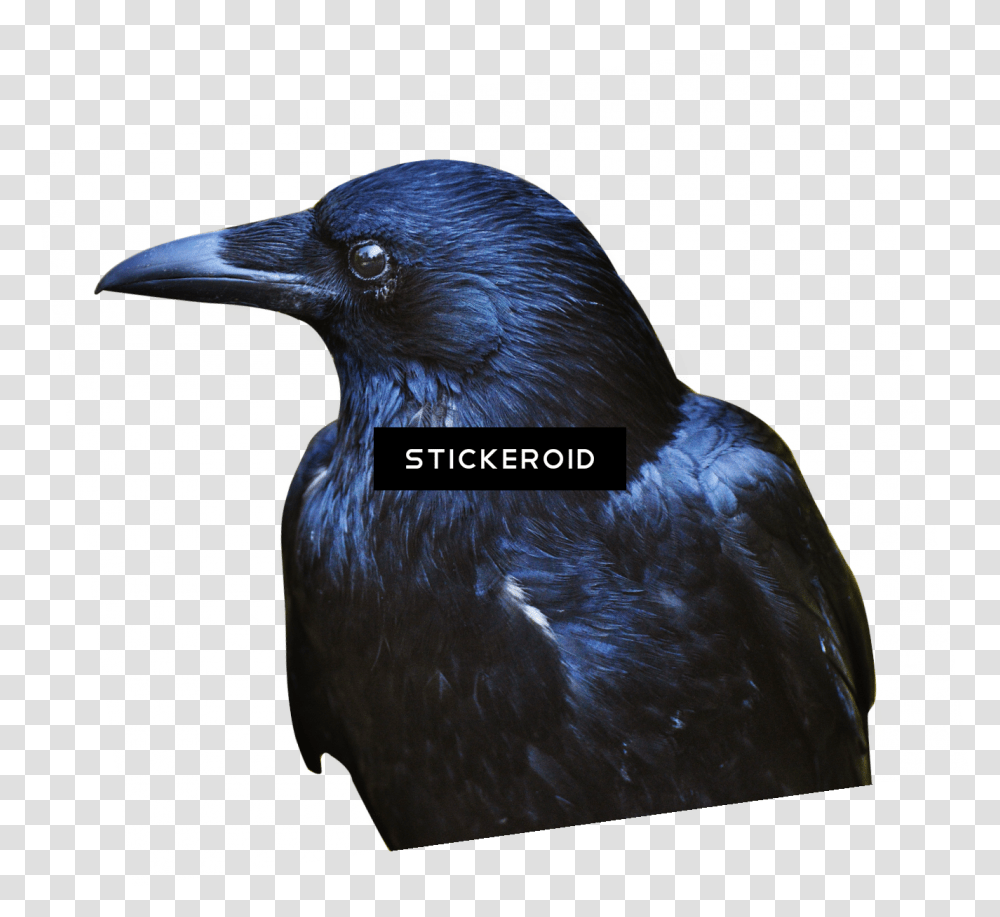 Download Crow Hd Birds Portable Network Graphics, Animal, Blackbird, Agelaius, Jay Transparent Png