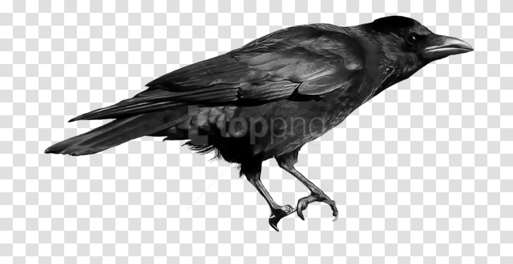 Download Crow Images Background Crow Bird, Animal Transparent Png