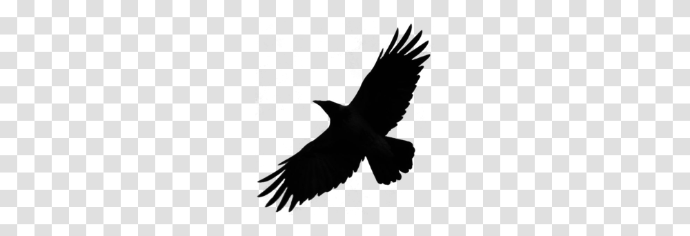 Download Crow Silhouette Clipart Bird Crow Common Raven Bird, Animal, Flying, Blackbird, Agelaius Transparent Png