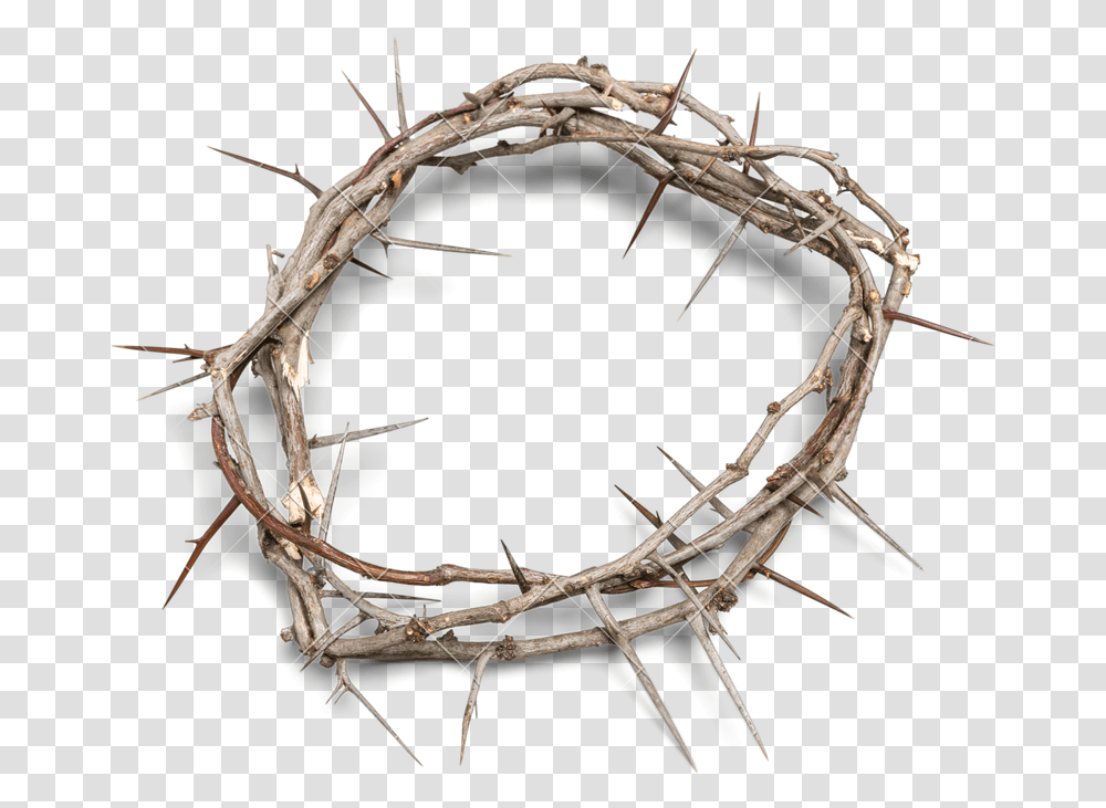 Download Crown Of Thorns Background Crown Of Thorns, Bow, Root, Plant, Spider Transparent Png