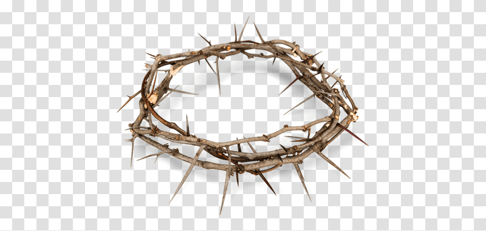 Download Crown Of Thorns Image Crown Of Thorns, Sphere, Spider, Animal, Insect Transparent Png