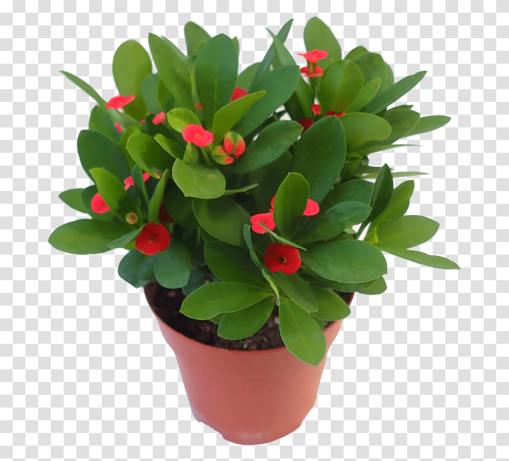 Download Crown Of Thorns Plant Graphic Library Flowerpot, Blossom, Graphics, Art, Flower Arrangement Transparent Png