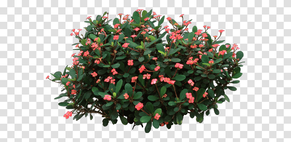 Download Crown Of Thorns Plant Jesus Crown Of Thorns Plant, Acanthaceae, Flower, Blossom, Bush Transparent Png