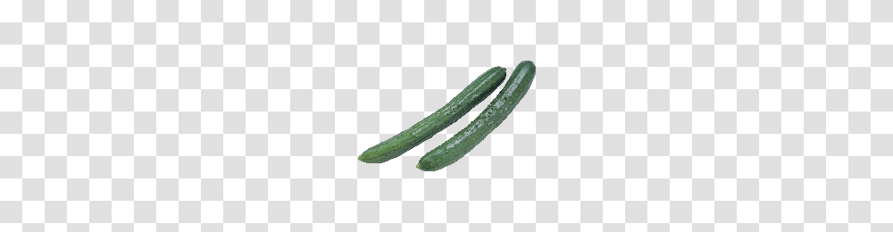 Download Cucumber Free Photo Images And Clipart Freepngimg, Plant, Vegetable, Food Transparent Png