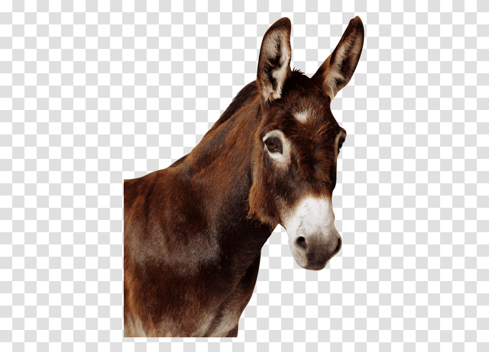 Download Curtis Leroy And The Mule Mule, Donkey, Mammal, Animal, Horse Transparent Png