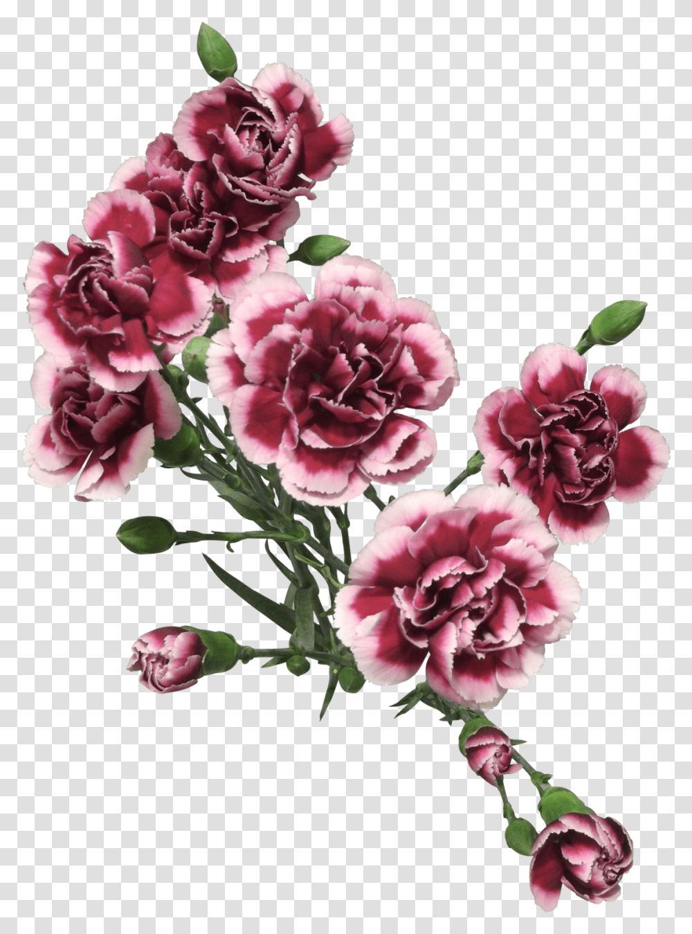 Download Cut Flowers Of Carnation Painted Carnation Flowers, Plant, Blossom Transparent Png