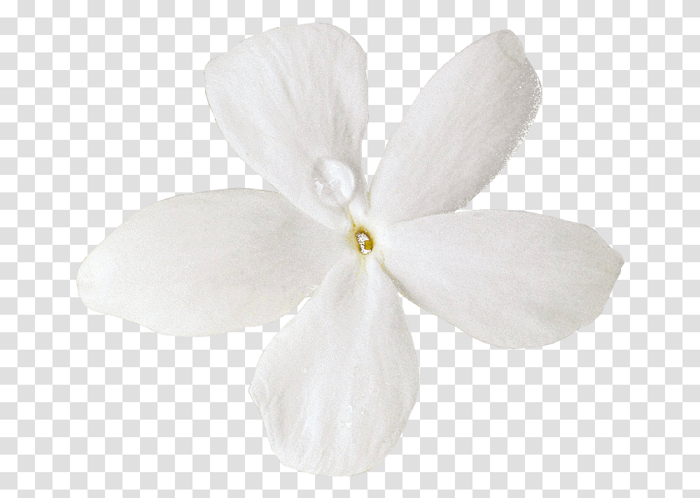 Download Cut Moth Petal Others Flowers Soft, Plant, Blossom, White, Texture Transparent Png