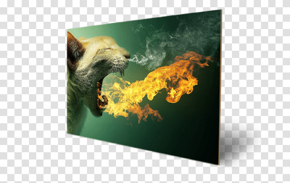 Download Cute Animal Hairy Amazing Eyes Cat Mouth On Fire, Bear, Mammal, Pet, Flame Transparent Png