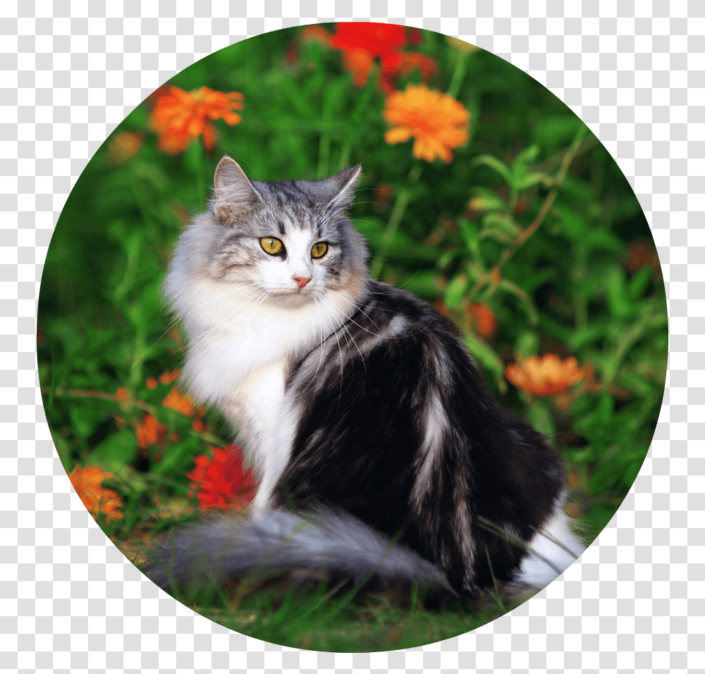Download Cute Cat Playing In The Beautiful Field Of Flowers Beautiful Cat In The Flowers, Manx, Pet, Mammal, Animal Transparent Png