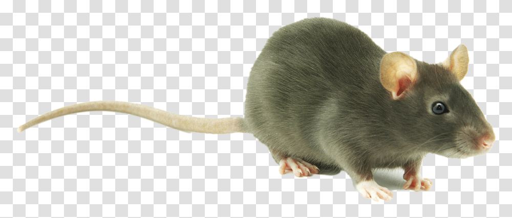 Download Cute Rat Image Rat Background, Rodent, Mammal, Animal Transparent Png