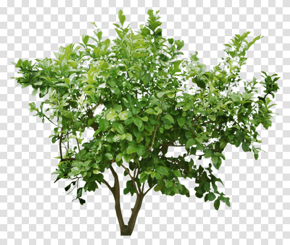 Download Cutout Bush Tree Vector For Photoshop, Plant, Vegetation, Potted Plant, Vase Transparent Png