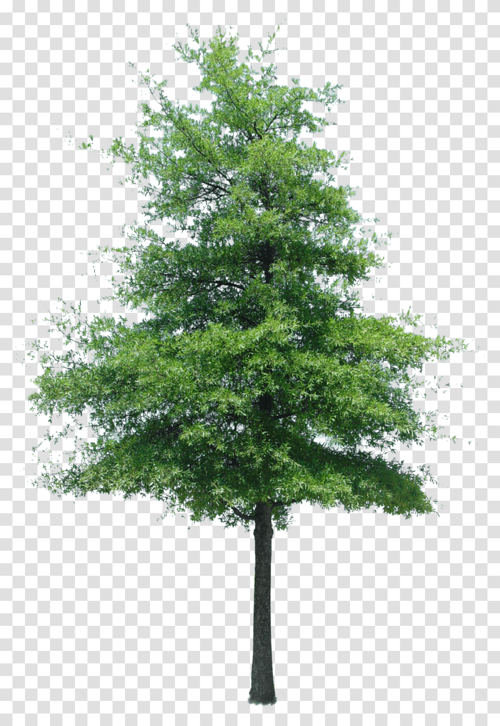 Download Cutout Tree Photoshop Texture Cut Out Tree Photoshop, Plant, Maple, Oak, Conifer Transparent Png