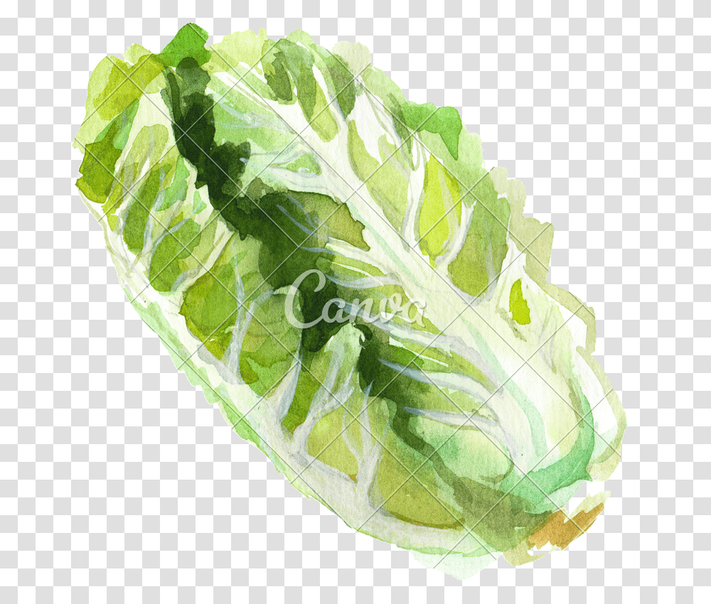 Download Cutout Watercolor Romaine Lettuce Watercolor Romaine Lettuce, Plant, Vegetable, Food, Pineapple Transparent Png